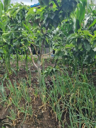 김용대님의 자유주제 · 자유게시판 작성글 사진