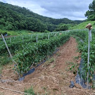 오영도님의 자유주제 · 자유게시판 작성글 사진