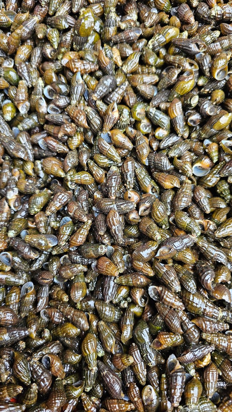 늘푸른농장님의 장터 판매 상품 [섬진강 생다슬기 1키로] 첨부 사진