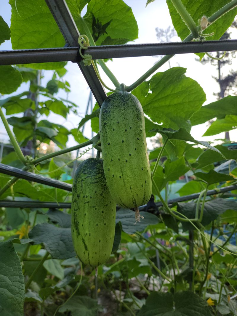 원빈님의 장터 판매 상품 [과일 오이 씨앗 ] 첨부 사진
