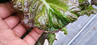 달구딸기님의 농사, 무엇이든 물어보세요! · 참여글 작성글 사진