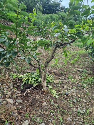 김용대님의 자유주제 · 자유게시판 작성글 사진