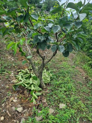 김용대님의 자유주제 · 자유게시판 작성글 사진