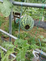 팜모닝 자유주제·자유게시판 게시글 이미지