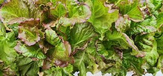 달구딸기님의 농사, 무엇이든 물어보세요! · 참여글 작성글 사진