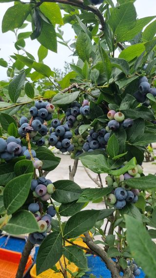 김현숙 블루베리 작두콩님의 자유주제 · 자유게시판 작성글 사진