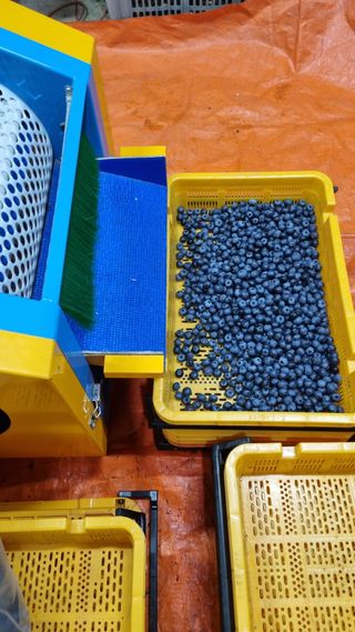 김현숙 블루베리 작두콩님의 자유주제 · 자유게시판 작성글 사진