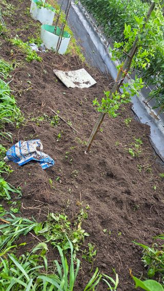 별자리님님의 농사, 무엇이든 물어보세요! · 참여글 작성글 사진