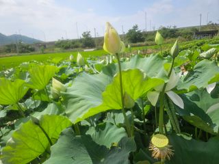 보리수치유농장님의 자유주제 · 자유게시판 작성글 사진