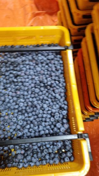 김현숙 블루베리 작두콩님의 자유주제 · 자유게시판 작성글 사진