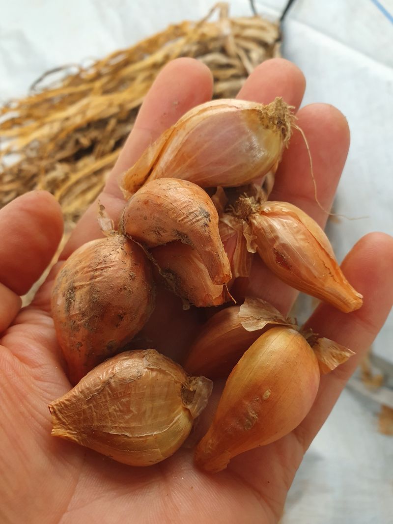 김옥자님의 장터 판매 상품 [쪽파종자1kg(품절)] 첨부 사진