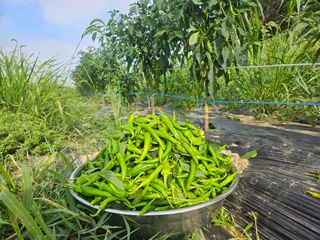 보리수치유농장님의 자유주제 · 자유게시판 작성글 사진