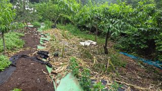 별자리님님의 농사, 무엇이든 물어보세요! · 참여글 작성글 사진