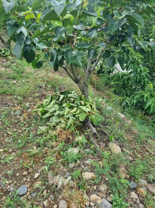 김용대님의 자유주제 · 자유게시판 작성글 사진