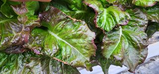 달구딸기님의 농사, 무엇이든 물어보세요! · 참여글 작성글 사진