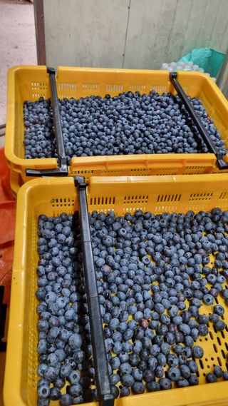 김현숙 블루베리 작두콩님의 자유주제 · 자유게시판 작성글 사진