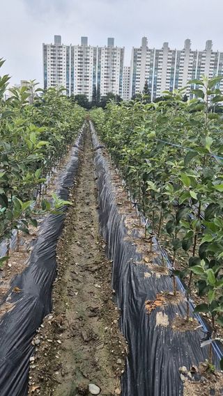 우리농원님의 자유주제 · 자유게시판 작성글 사진