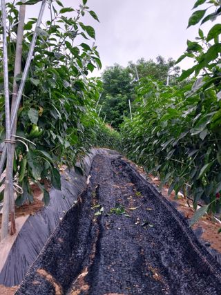 정금천님의 자유주제 · 자유게시판 작성글 사진