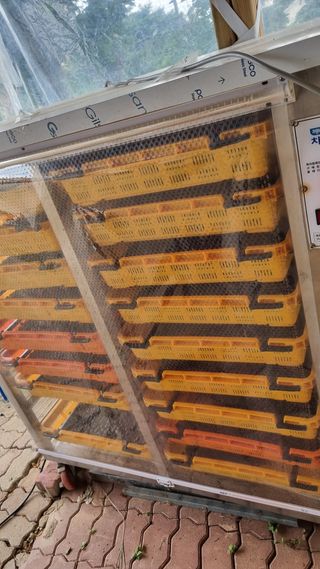 김현숙 블루베리 작두콩님의 자유주제 · 자유게시판 작성글 사진