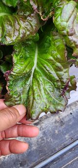 팜모닝 농사, 무엇이든 물어보세요!·참여글 게시글 이미지