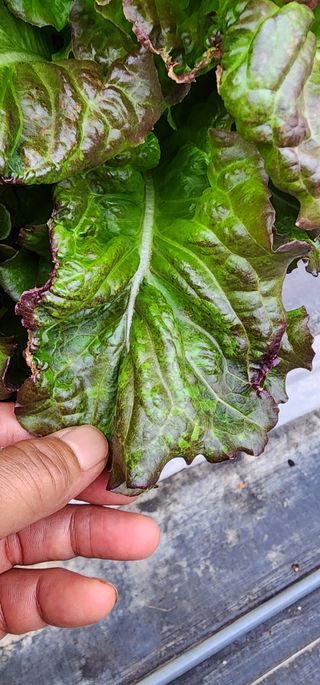 달구딸기님의 농사, 무엇이든 물어보세요! · 참여글 작성글 사진