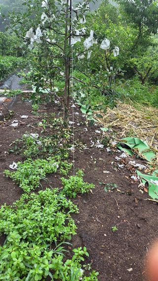 별자리님님의 농사, 무엇이든 물어보세요! · 참여글 작성글 사진
