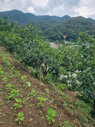 김용대님의 자유주제 · 자유게시판 작성글 사진