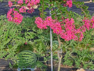 보리수치유농장님의 자유주제 · 자유게시판 작성글 사진