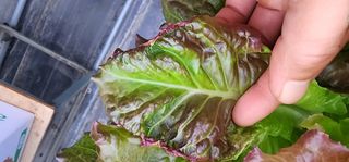 달구딸기님의 농사, 무엇이든 물어보세요! · 참여글 작성글 사진