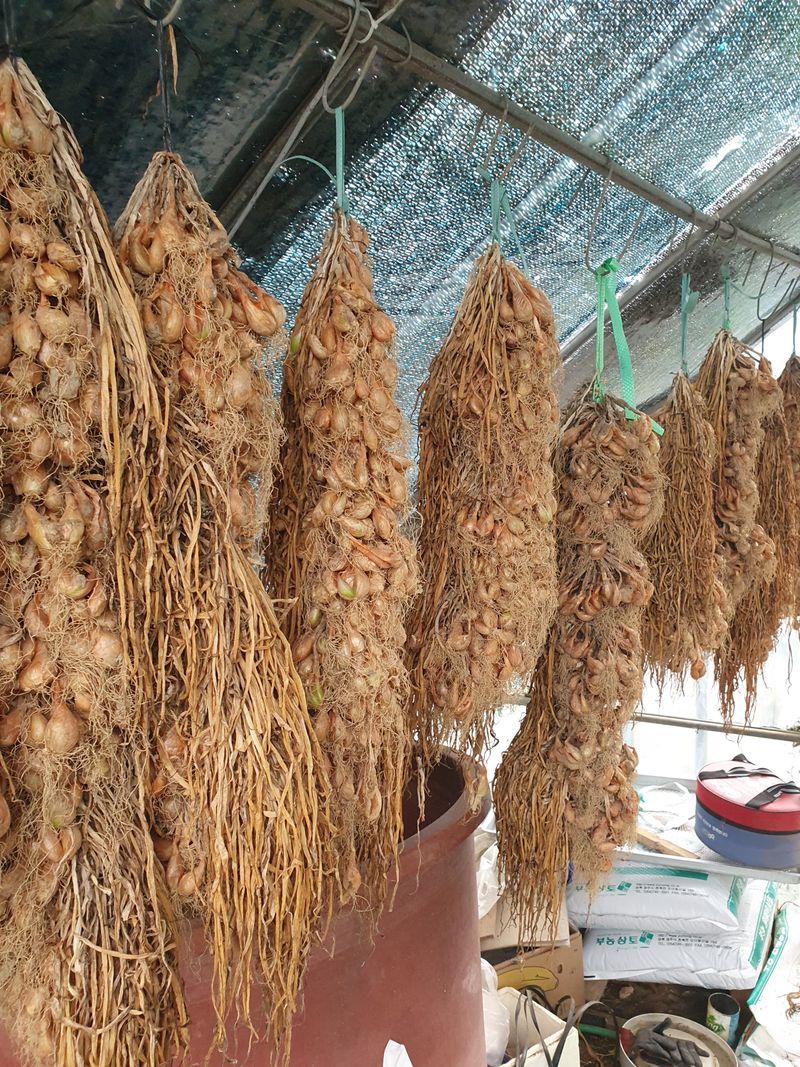 장터 상품 [쪽파종자1kg(품절)] 썸네일