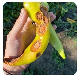 대산농사대장님의 고추 · 비료•농약 작성글 사진