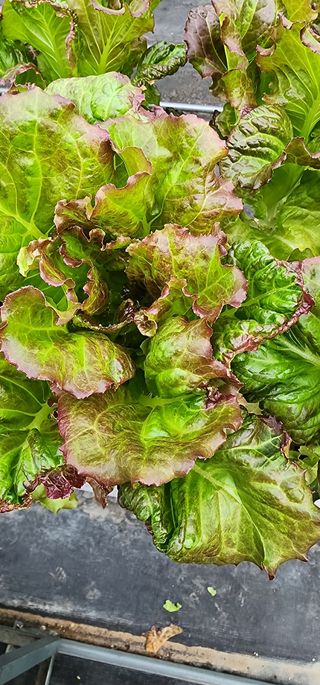 달구딸기님의 농사, 무엇이든 물어보세요! · 참여글 작성글 사진