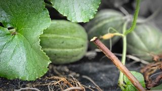 삼례텃밭지기님의 자유주제 · 자유게시판 작성글 사진