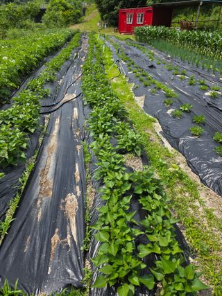 춘천연산골춘천닭갈비님의 자유주제 · 자유게시판 작성글 사진