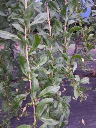 이천순님의 농사, 무엇이든 물어보세요! · 참여글 작성글 사진