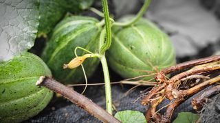 삼례텃밭지기님의 자유주제 · 자유게시판 작성글 사진