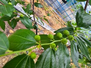 춘천바람개비님의 자유주제 · 자유게시판 작성글 사진