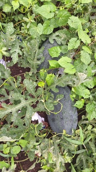 오남현님의 자유주제 · 자유게시판 작성글 사진