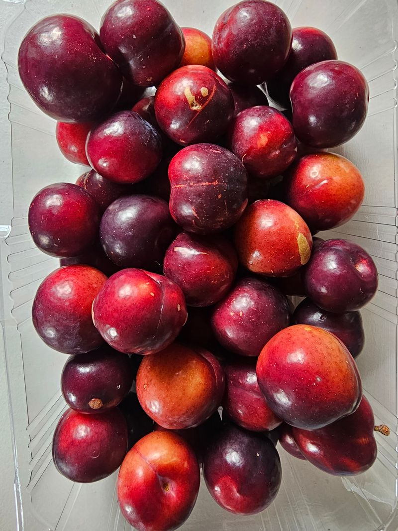 자두농사알프스왕자님의 장터 판매 상품 [바이오체리 자두 2.4kg] 첨부 사진