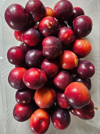 자두농사알프스왕자님의 작성글 사진