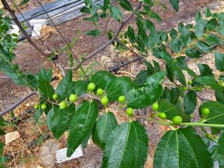 춘천바람개비님의 자유주제 · 자유게시판 작성글 사진