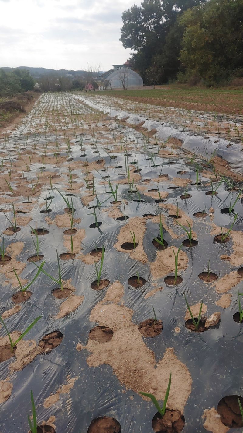 조새힘님의 장터 판매 상품 [25년 태안군 유황 홍산마늘 1세대 종자용 (밭마늘)] 첨부 사진