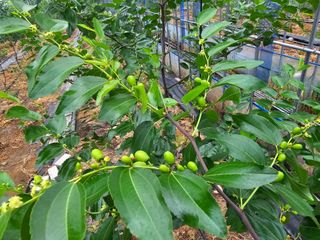 춘천바람개비님의 자유주제 · 자유게시판 작성글 사진