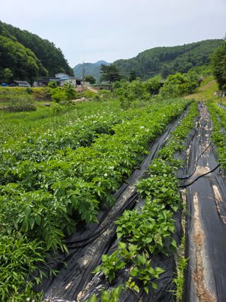 춘천연산골춘천닭갈비님의 자유주제 · 자유게시판 작성글 사진