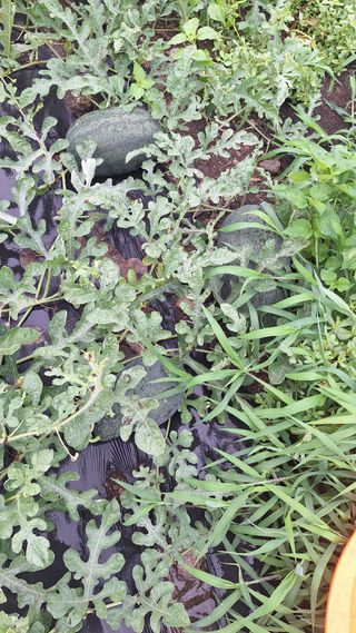 오남현님의 자유주제 · 자유게시판 작성글 사진