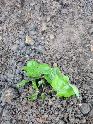 김용대님의 자유주제 · 자유게시판 작성글 사진