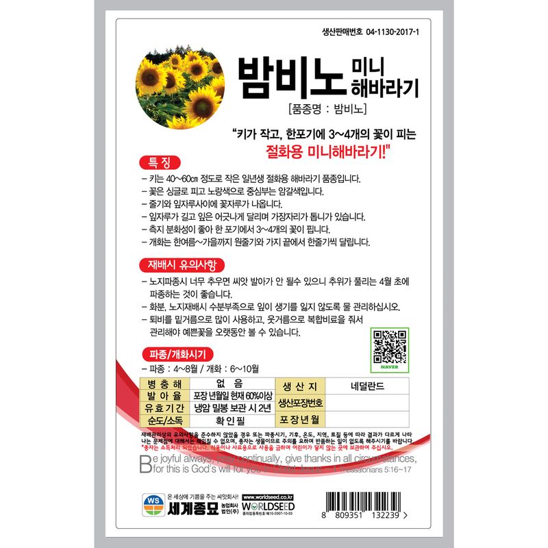 주주씨앗님의 장터 판매 상품 [[세계] 밤비노 미니해바라기 30립 해바라기 씨앗 ] 첨부 사진