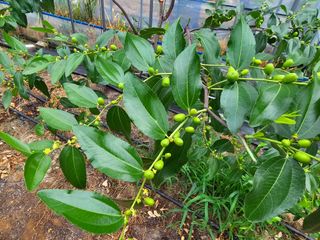 춘천바람개비님의 자유주제 · 자유게시판 작성글 사진