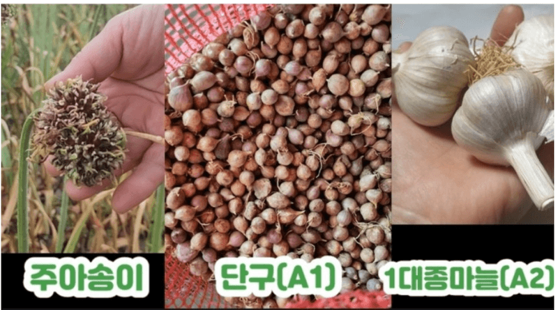 조새힘님의 장터 판매 상품 [25년 태안군 유황 홍산마늘 1세대 종자용 (밭마늘)] 첨부 사진