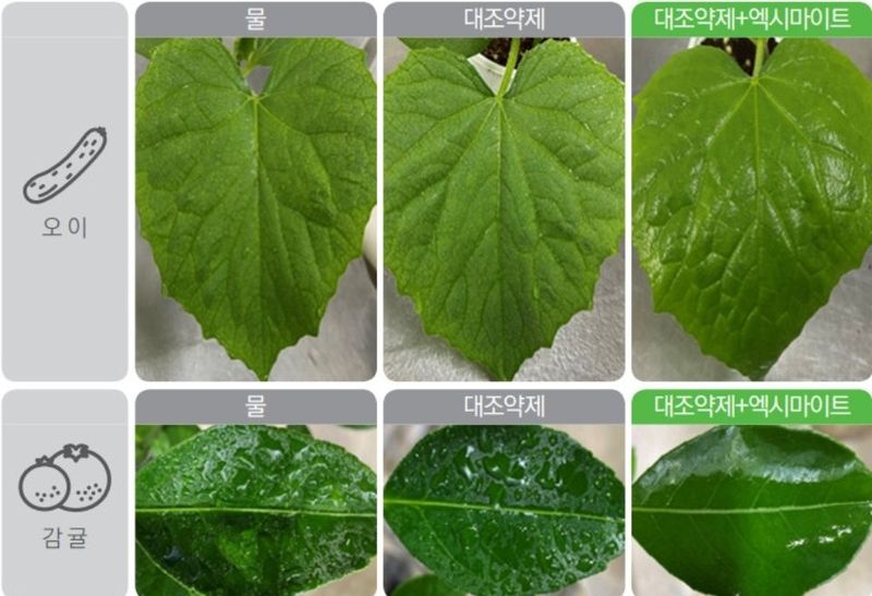 대산농사대장님의 장터 판매 상품 [엑시마이트 500ml 응애 약 방제 유기농업자재] 첨부 사진